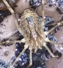 Odiellus spinosus