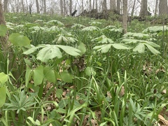 Podophyllum peltatum