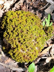 Tortella tortuosa