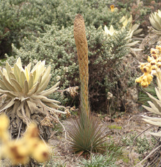 Puya