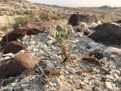 Eriogonum diatomaceum