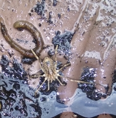 Odiellus spinosus