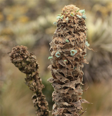 Puya