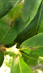 Phylloxera caryaevenae