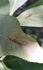 Phylloxera caryaevenae