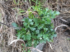 Knowltonia tenuifolia
