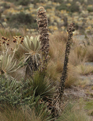 Puya
