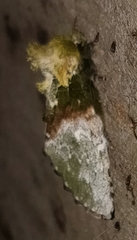 Disphragis