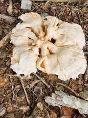 Laetiporus cincinnatus