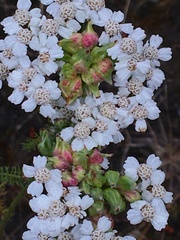Aceria kiefferi