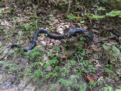 Pantherophis alleghaniensis
