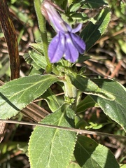 Lobelia puberula