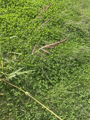 Echinochloa muricata