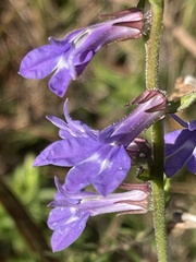 Lobelia puberula