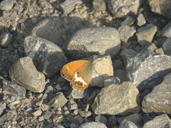 Coenonympha arcania