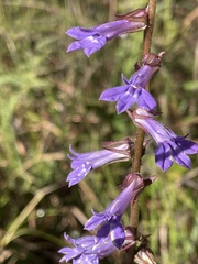 Lobelia puberula