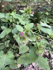 Arctium minus