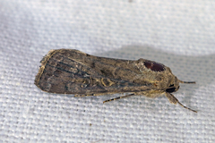 Spodoptera frugiperda