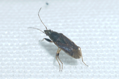 Perigenes constrictus