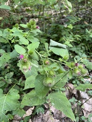 Arctium minus