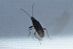 Perigenes constrictus