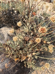 Eriogonum diatomaceum