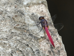 Orthetrum pruinosum