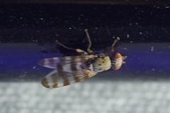 Pseudotephritina