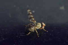Pseudotephritina