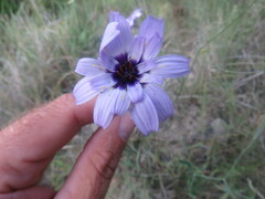 Catananche caerulea