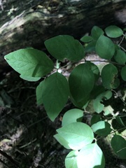 Symphoricarpos orbiculatus
