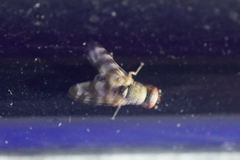Pseudotephritina