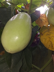 Passiflora quadrangularis