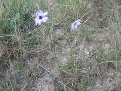 Catananche caerulea