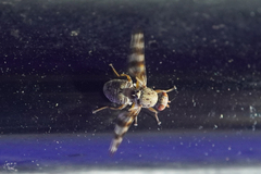 Pseudotephritina