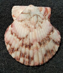 Argopecten ventricosus