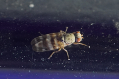 Pseudotephritina
