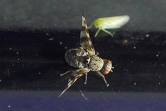 Pseudotephritina