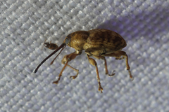 Curculio