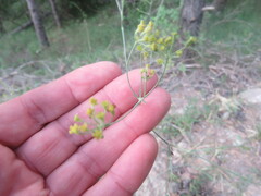 Bupleurum