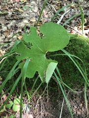 Sanguinaria canadensis