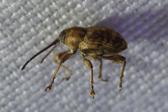 Curculio