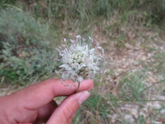 Cephalaria leucantha