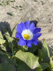 Nolana paradoxa
