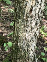 Betula alleghaniensis