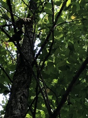 Betula alleghaniensis