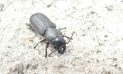 Spondylis buprestoides