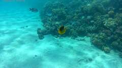 Chaetodon fasciatus