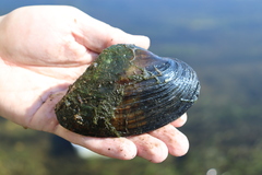 Alasmidonta marginata