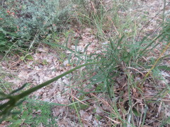 Cephalaria leucantha